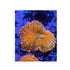 files/bpk-live-stock-orange-rhodactis-mushroom-40325940609254.jpg