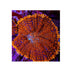 files/bpk-live-stock-orange-rhodactis-mushroom-40325969117414.jpg