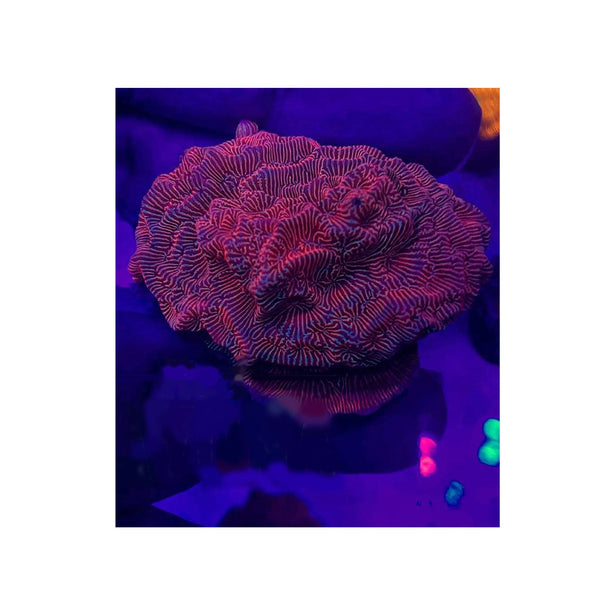 BPK LIVE STOCK Pink Flamingo Leptoseris