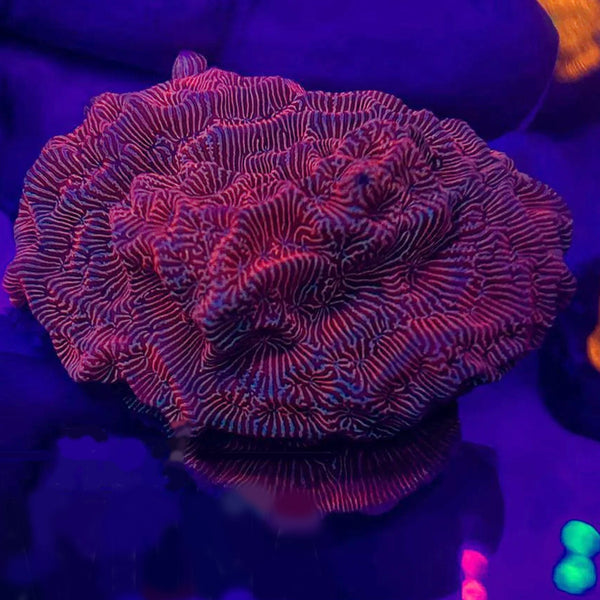 BPK LIVE STOCK Pink Flamingo Leptoseris