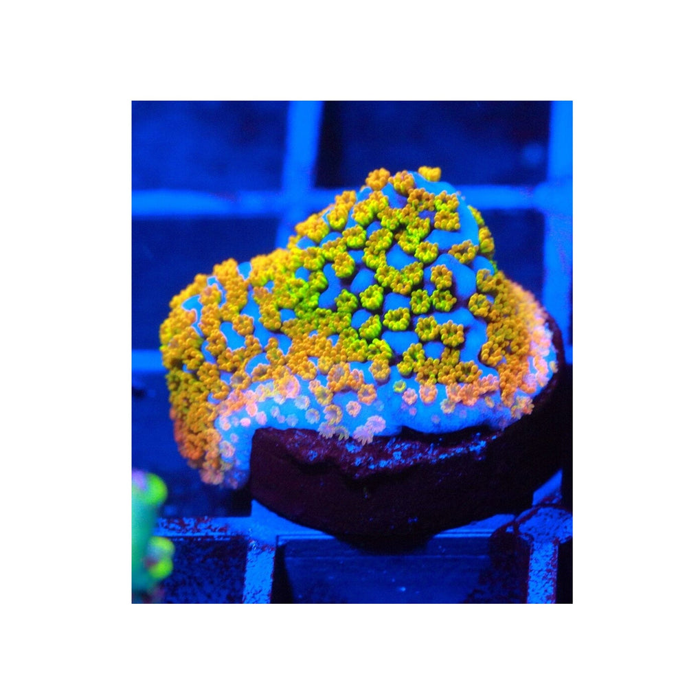 Rainbow Montipora