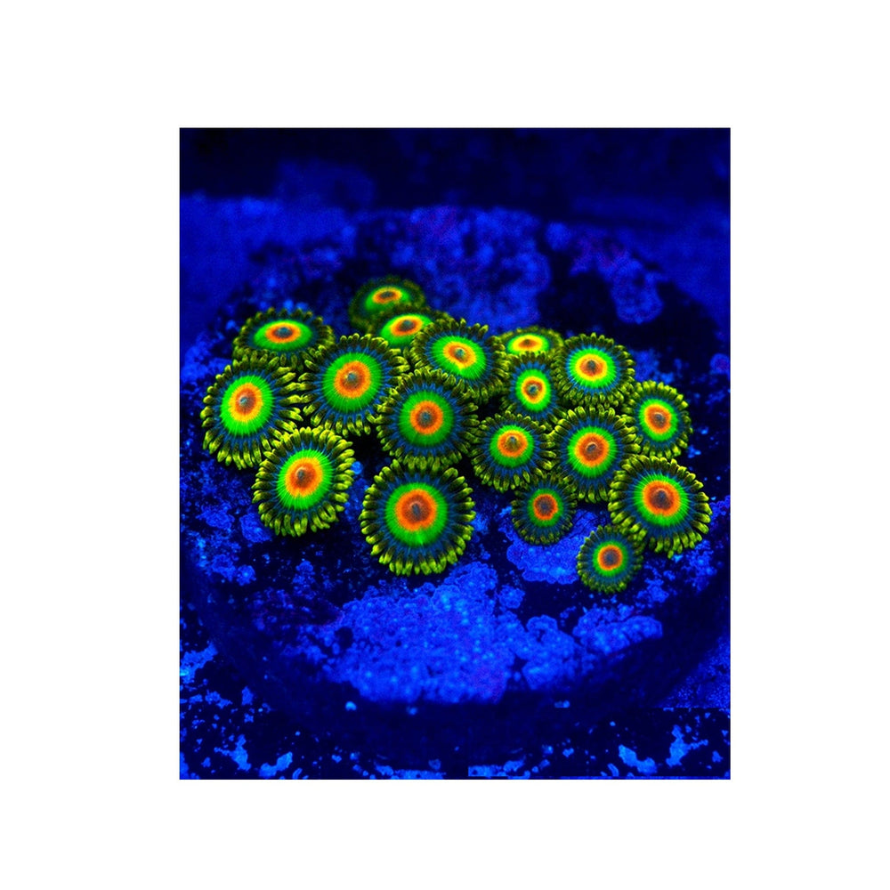 Rasta Zoanthids
