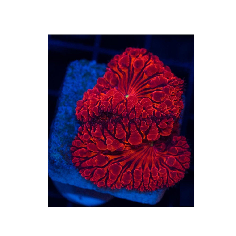 Red Blastomussa Wellsi