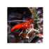files/bpk-live-stock-red-fire-shrimp-40784418013414.jpg