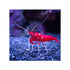 files/bpk-live-stock-red-fire-shrimp-40784418144486.jpg