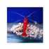 files/bpk-live-stock-red-fire-shrimp-40784418242790.jpg
