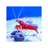 files/bpk-live-stock-red-fire-shrimp-40784418373862.jpg