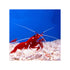 files/bpk-live-stock-red-fire-shrimp-40784418406630.jpg