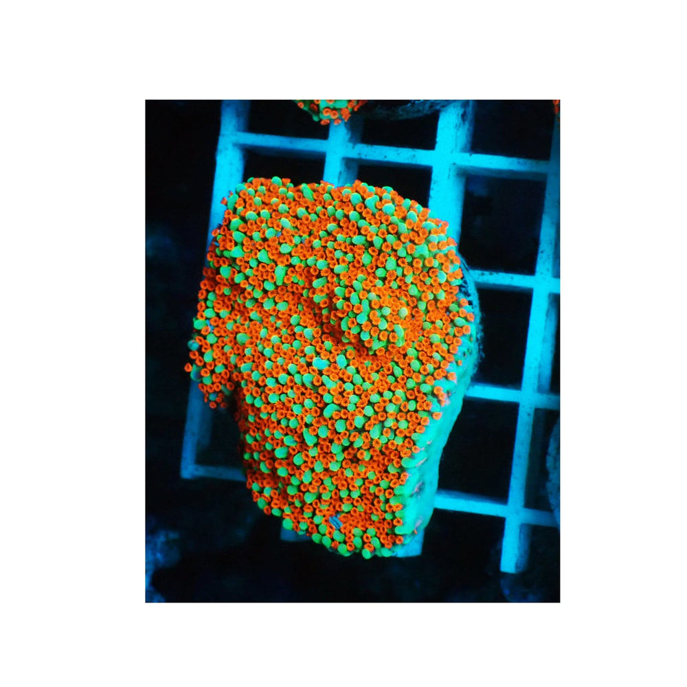 Reverse Sunset Montipora