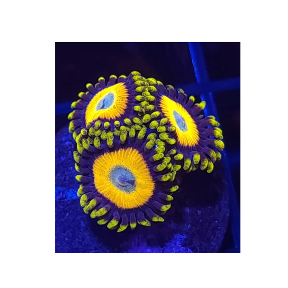 Scrambled Egg Zoanthids
