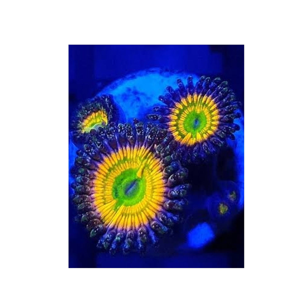 Sunny D Zoanthids