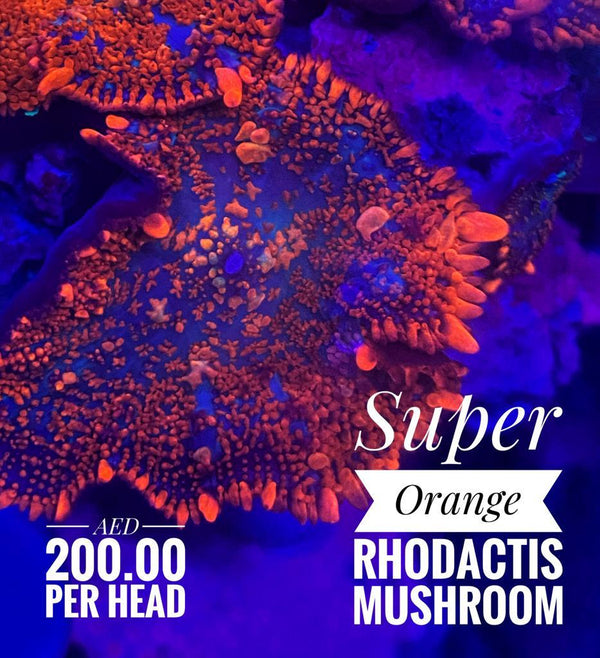 BPK LIVE STOCK Super Orange Rhodactis Mushroom