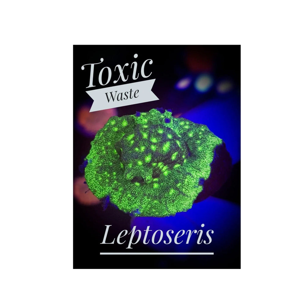 Toxic Waste Leptoseris