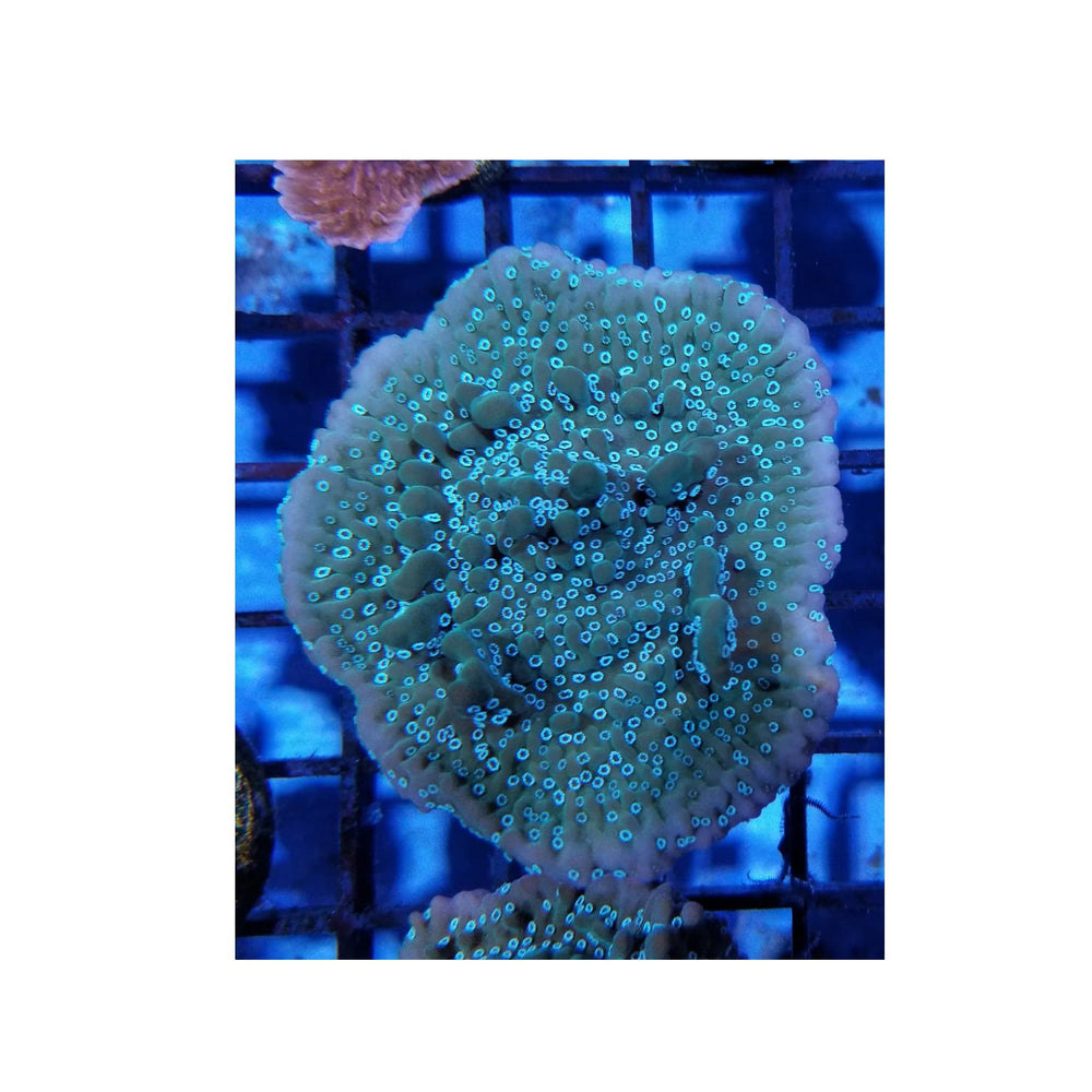 Undata Montipora
