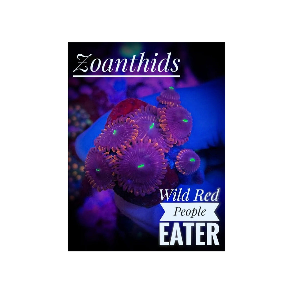 Wild Red People Eater Zoanthids