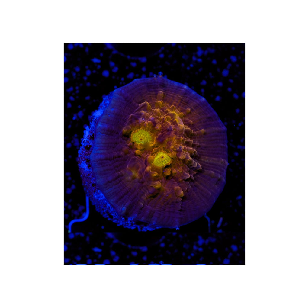 WWC - Aussie Golden Eye Chalice