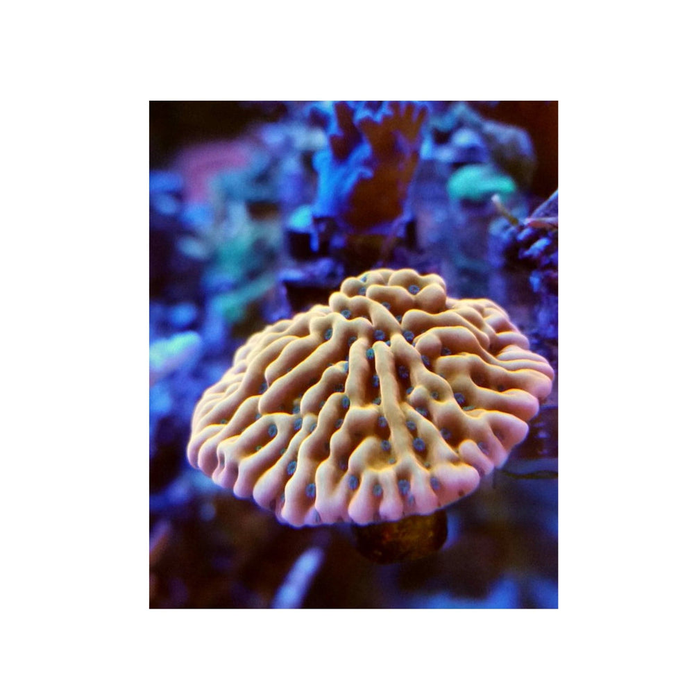 WWC - Beach Bum Montipora