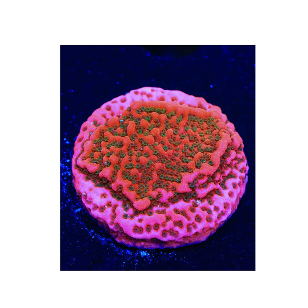 WWC - Cherry Tree Montipora