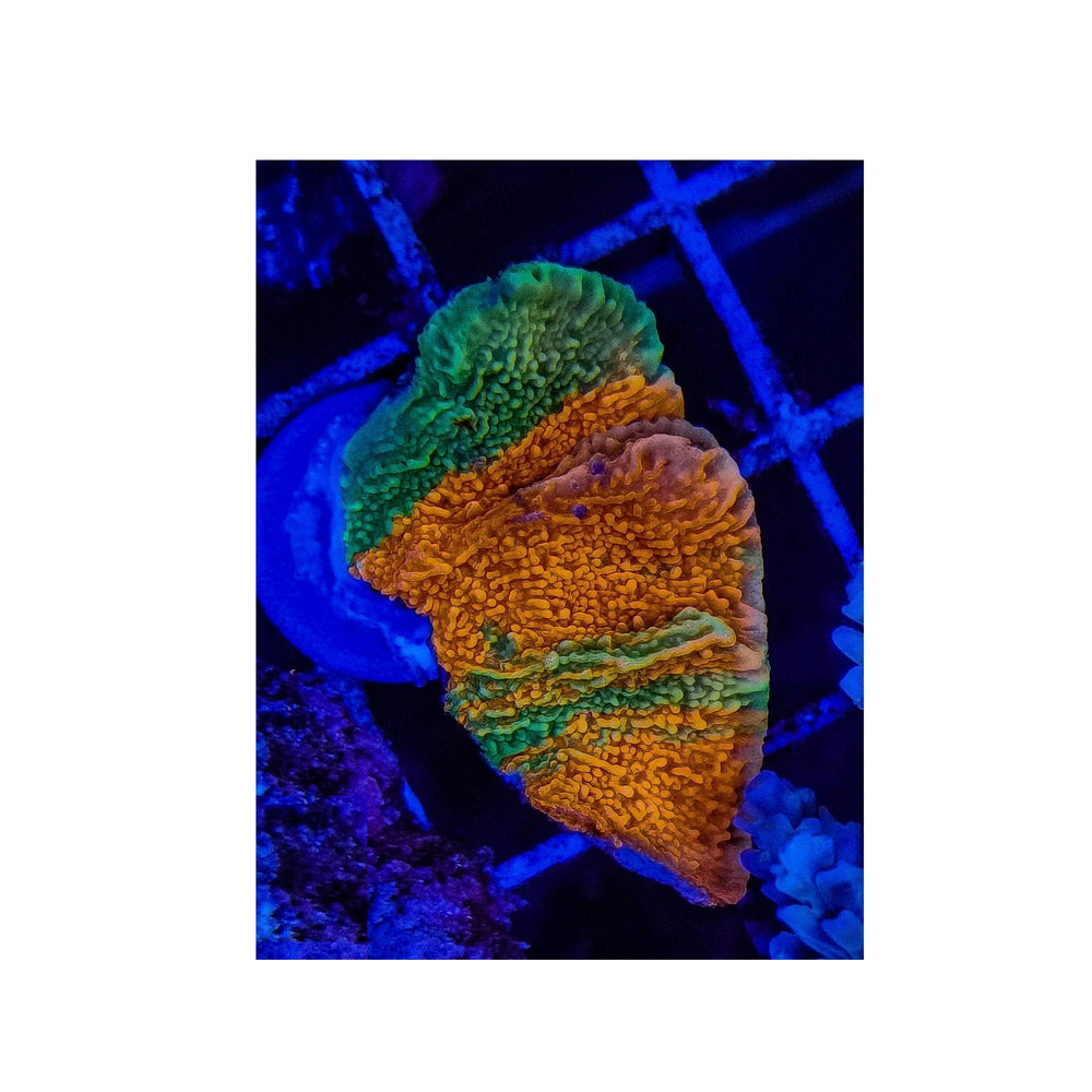 WWC - Grafted Montipora