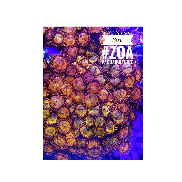 BPK LIVE STOCK WWC - Pandoras Box Zoanthids