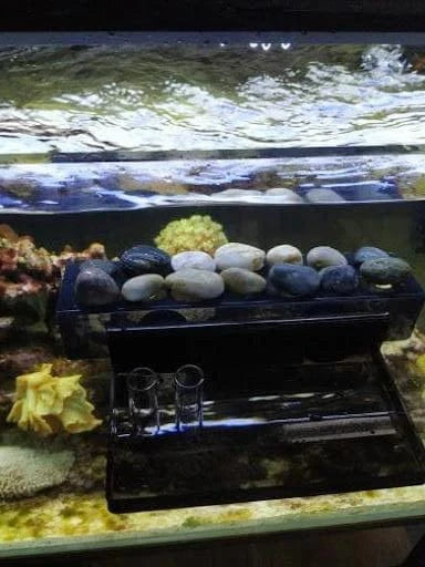 Flipper Aquatic Accessories Flipper - Magnetic Frag Station - Frag Rack with Removeable Shelf - Holds 14 Frags