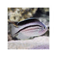 Lamarck's Angelfish - (Genicanthus lamarck)