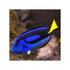files/indonesia-live-stock-blue-tang-paracanthurus-hepatus-40692919107814.jpg