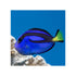 files/indonesia-live-stock-blue-tang-paracanthurus-hepatus-40692919206118.jpg