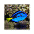 files/indonesia-live-stock-blue-tang-paracanthurus-hepatus-40692919402726.jpg