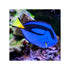 files/indonesia-live-stock-blue-tang-paracanthurus-hepatus-40692919501030.jpg