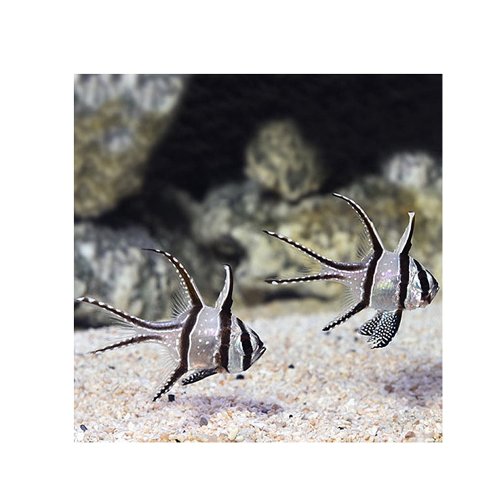 Banggai Cardinal Fish - (Sphaeramia nematoptera)