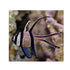 files/indonesia-live-stock-cardinal-pterapogon-kauderni-cardinal-fish-captive-bred-40364956057830.jpg