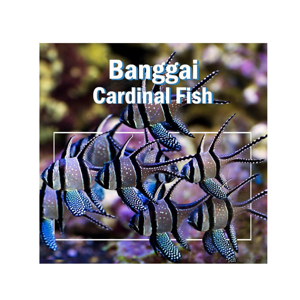 Indonesia LIVE STOCK Cardinal Pterapogon Kauderni - Cardinal Fish (Captive Bred)