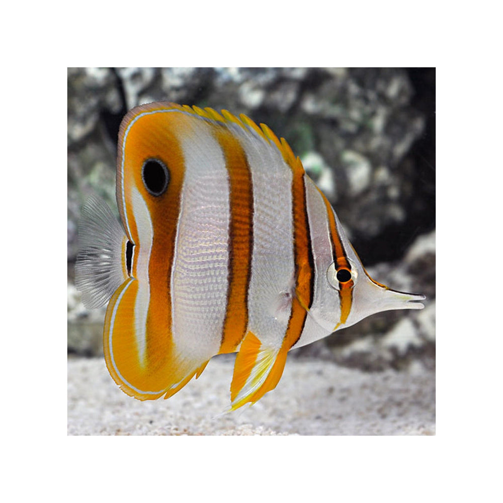 Copperband Butterflyfish - (Chelmon rostratus)