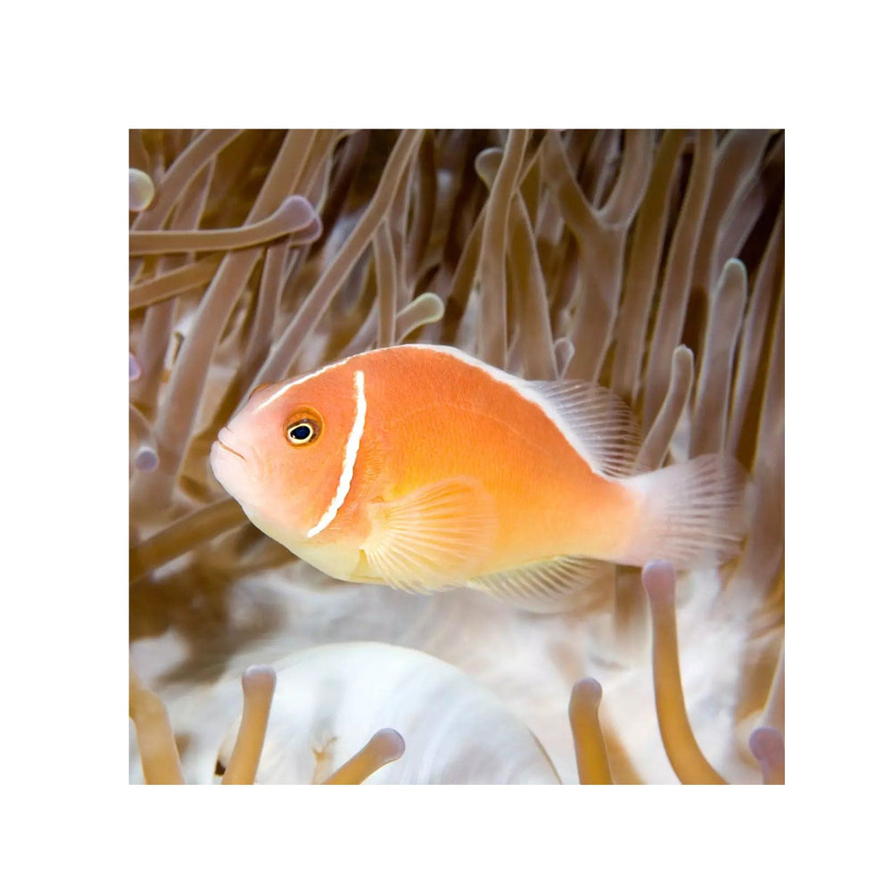 Pink Skunk Clownfish - (Amphiprion Perideraion)