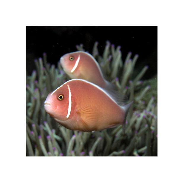 Indonesia LIVE STOCK Clownfish Pink Skunk Clownfish - (Amphiprion Perideraion)