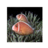 files/indonesia-live-stock-clownfish-pink-skunk-clownfish-amphiprion-perideraion-40359538655462.jpg