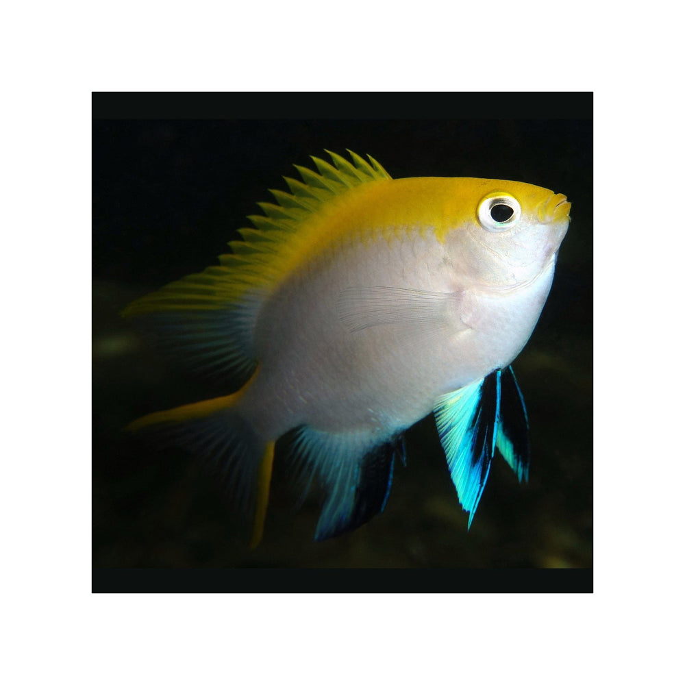 Bluefin Damselfish - (Neoglyphidodon melas)