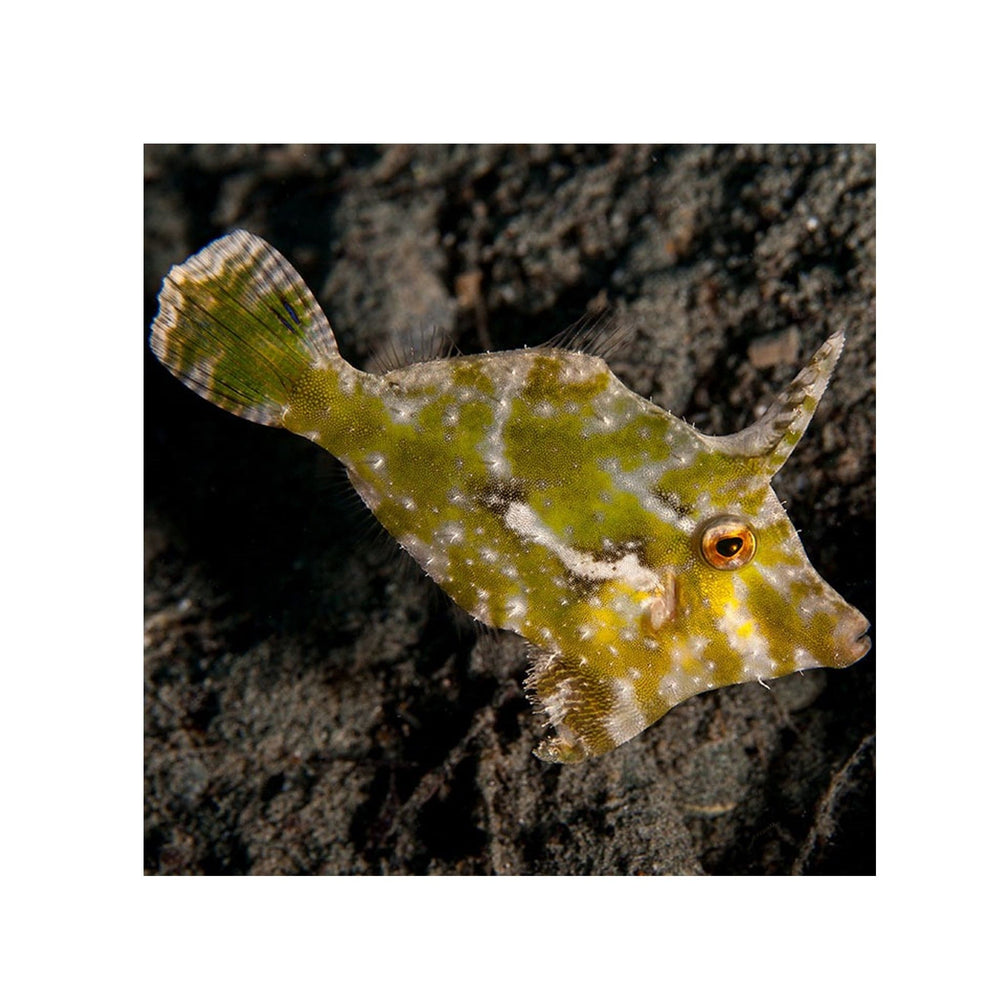 Aiptasia Eating Filefish (Acreichthys tomentosus)