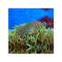 files/indonesia-live-stock-goby-gobiodon-rivulatus-blue-spotted-coral-goby-40729361285350.jpg