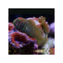 files/indonesia-live-stock-goby-gobiodon-rivulatus-blue-spotted-coral-goby-40729361350886.jpg