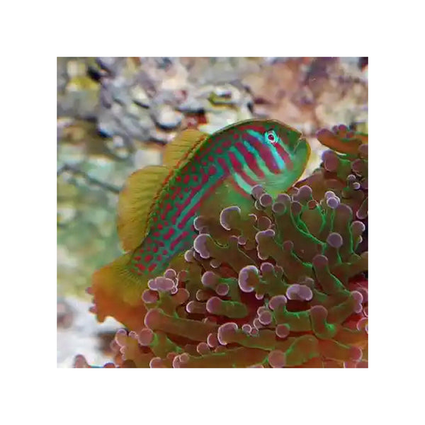 Indonesia LIVE STOCK goby Gobiodon Rivulatus  - Blue Spotted Coral Goby