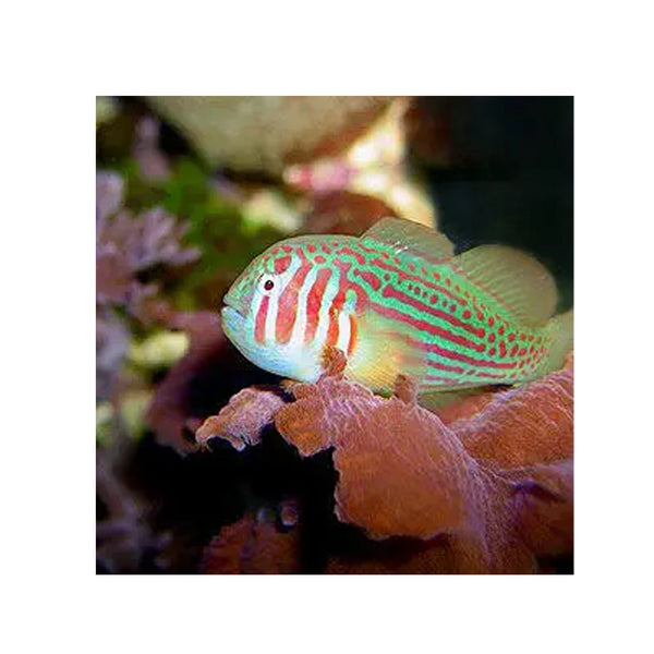 Indonesia LIVE STOCK goby Gobiodon Rivulatus  - Blue Spotted Coral Goby