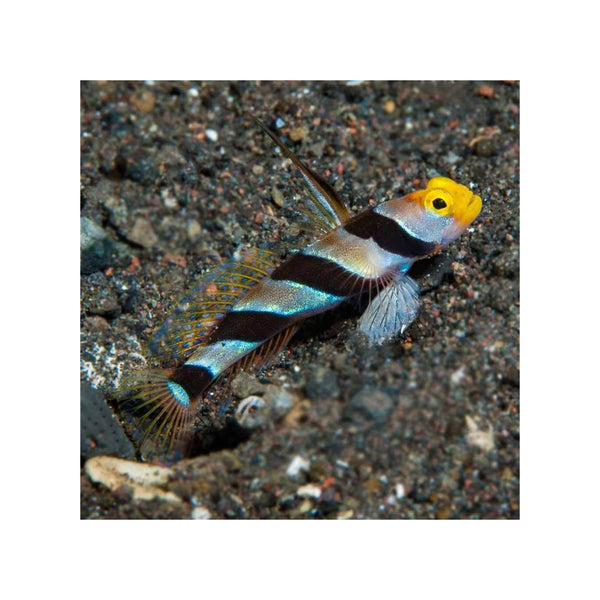 Indonesia LIVE STOCK Hi Fin Red Banded Goby - (Stonogobiops nematodes)