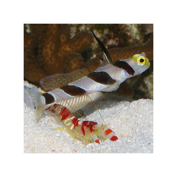 Indonesia LIVE STOCK Hi Fin Red Banded Goby - (Stonogobiops nematodes)