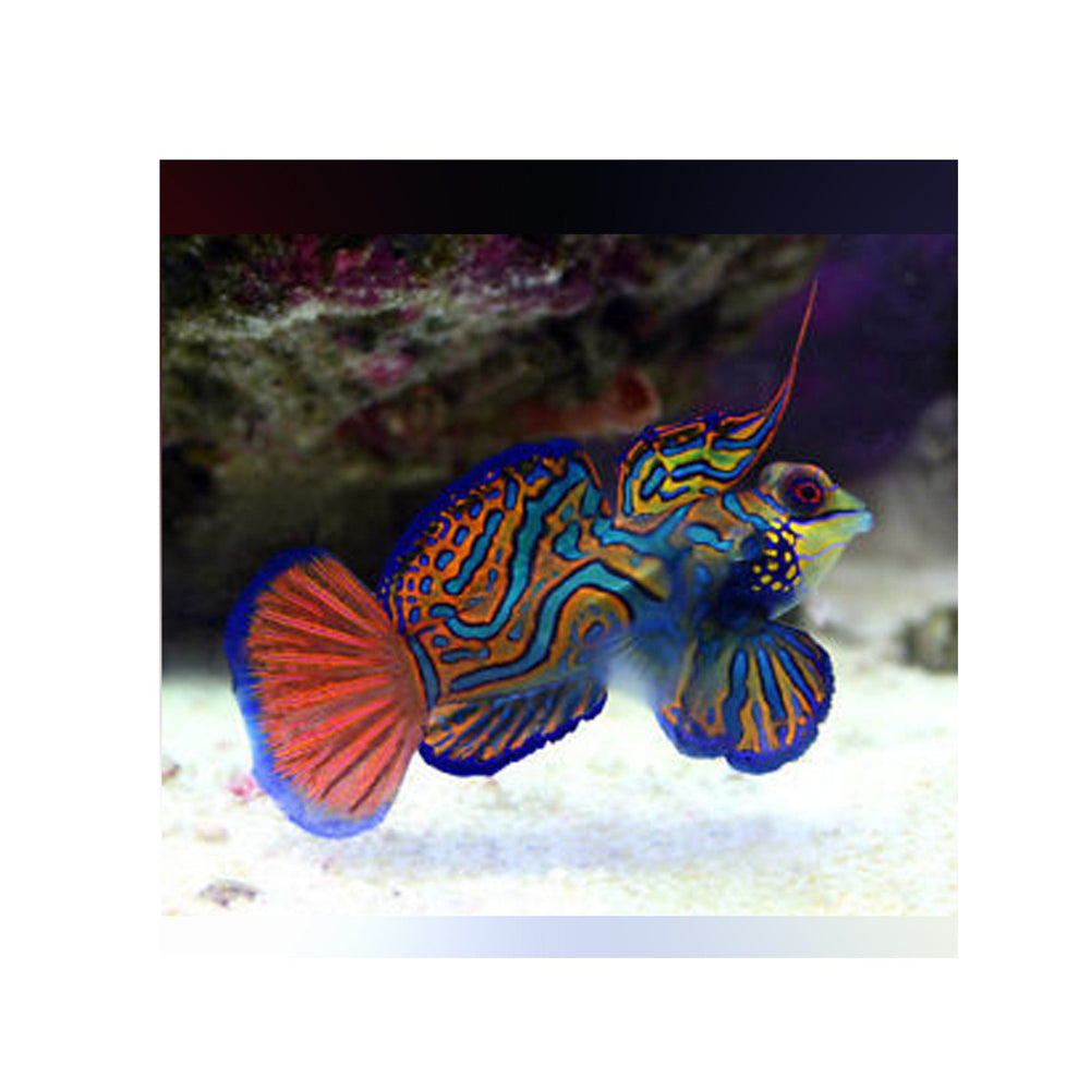 Green Mandarin Fish - (Pterosynchiropus Splendidus)
