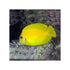 files/indonesia-live-stock-mimic-lemon-peel-tang-acanthurus-pyroferus-40714537435366.jpg