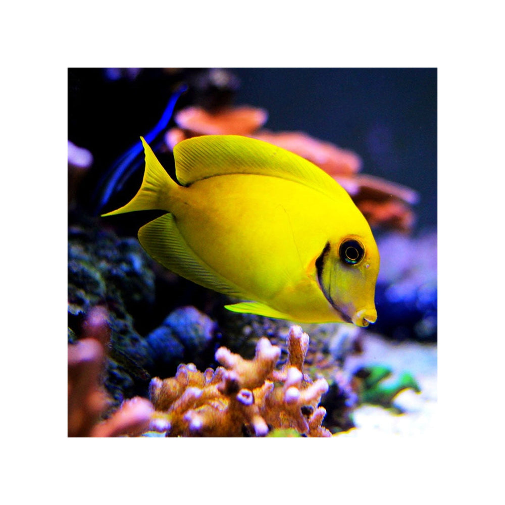 Mimic Lemon Peel Tang - (Acanthurus pyroferus) "Small"