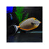 files/indonesia-live-stock-naso-elegans-orange-spine-unicornfish-40693759607014.jpg