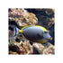 files/indonesia-live-stock-naso-elegans-orange-spine-unicornfish-40693759639782.jpg